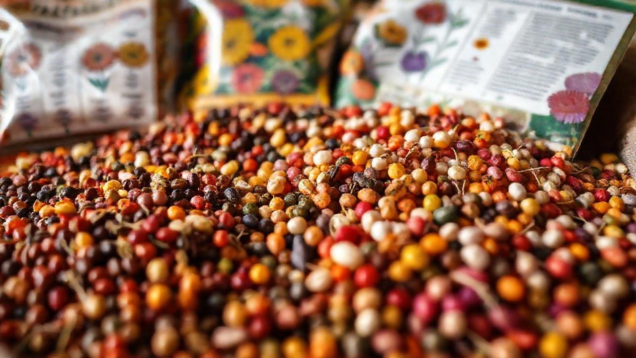 Semillas coloridas: guía y luz natural