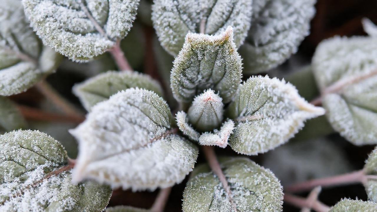 Invierno tranquilo, plantas protegidas y delicadas