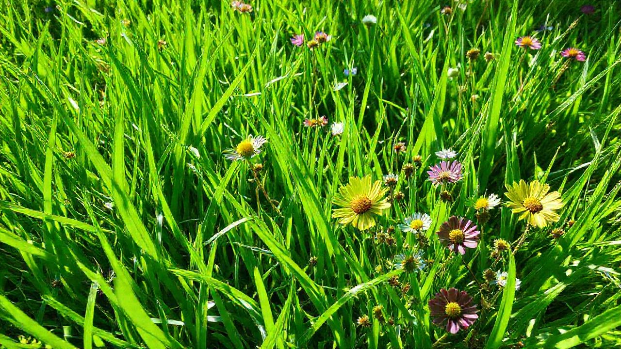 Un jardín exuberante y naturalmente hermoso