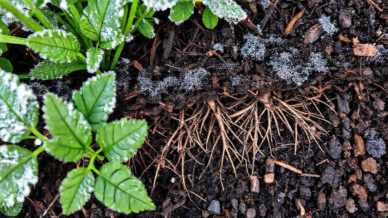 Raíces en tierra oscura