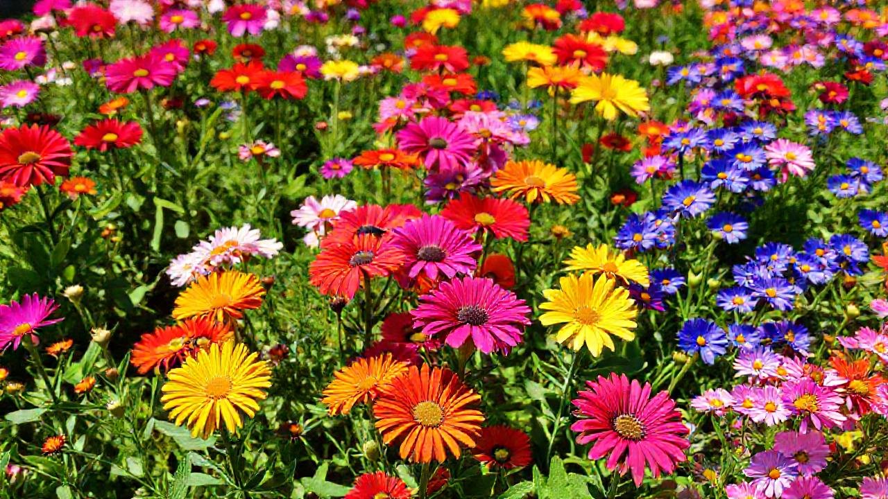 Un jardín floreciente