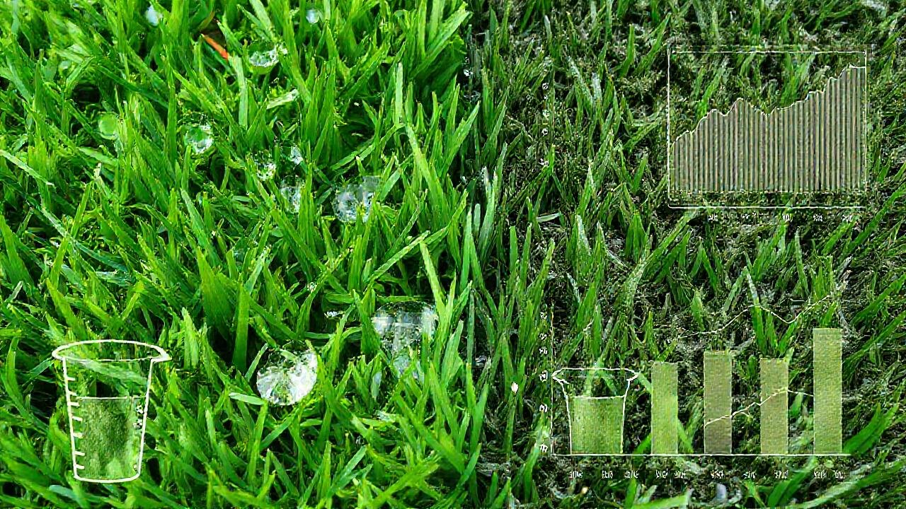 Comparación científica de césped en detalle