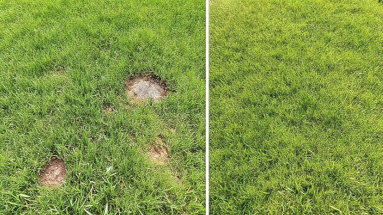 Césped sucio se transforma en verde