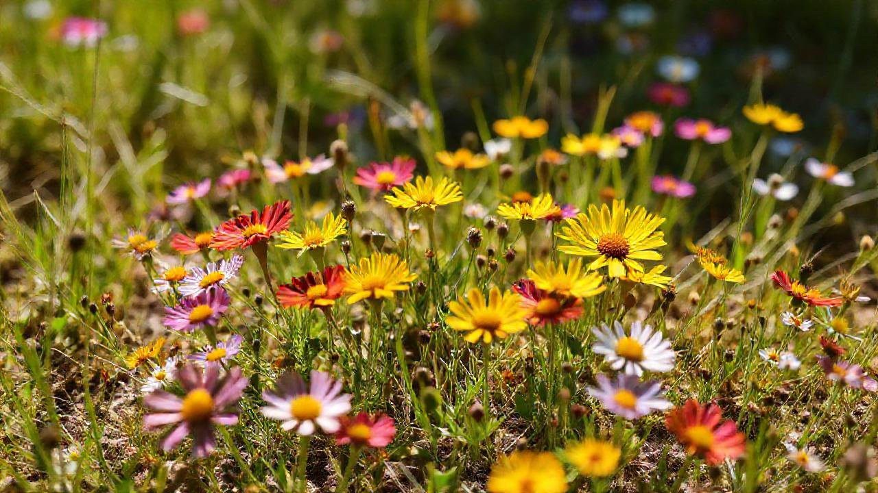 Flores silvestres vibrantes prosperan en la luz