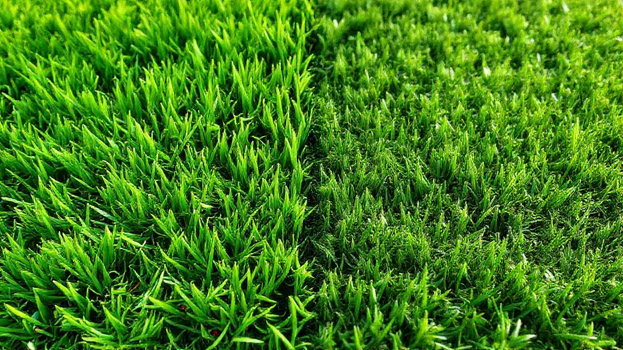 Comparación realista de césped y turf