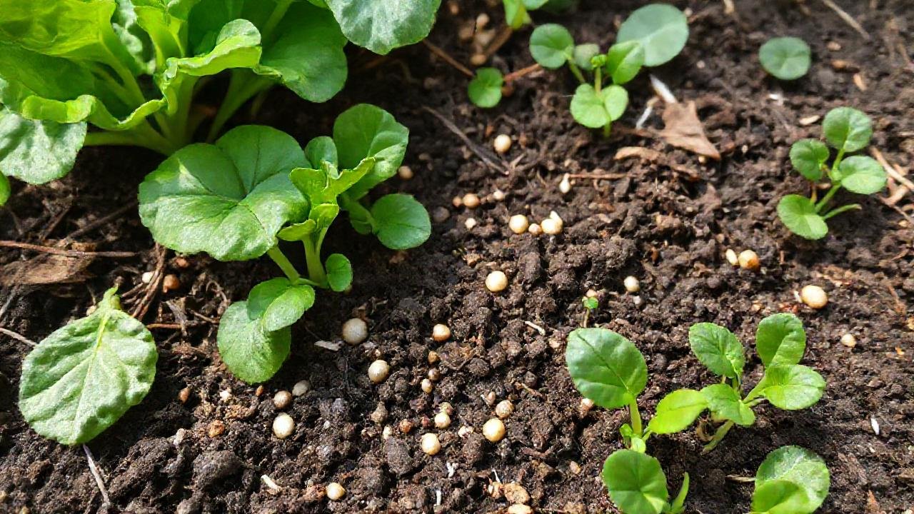 Un jardín natural florece con vida