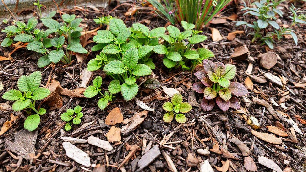Jardines invernales saludables y coloridos protegiéndose