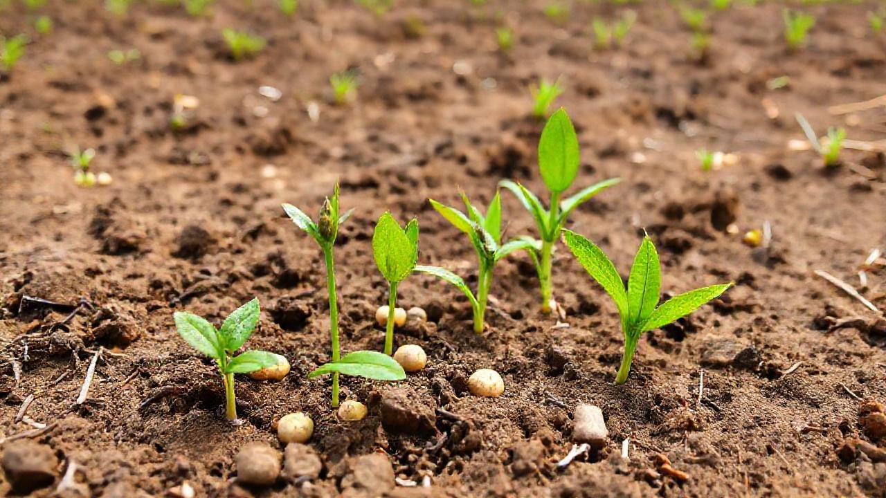 Semillas resistentes florecen en tierra árida