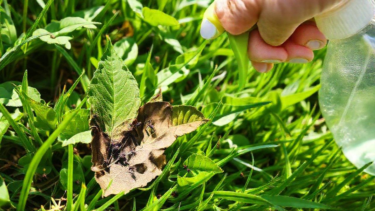 Insectos dañan el césped con preocupación